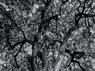 Black and White Old Tree
