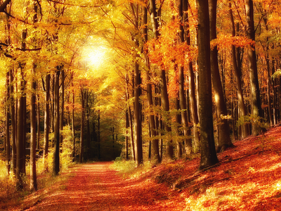 fall, leaves, colors, landscape