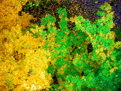 yellow and green leaves